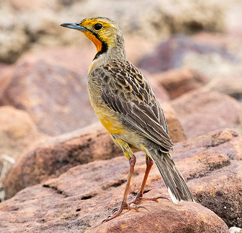 Cape Longclaw
